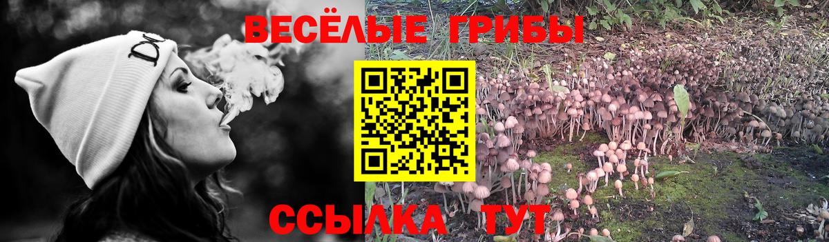 Псилоцибиновые грибы Cubensis  Вход с VPN  сколько стоит  Севастополь 